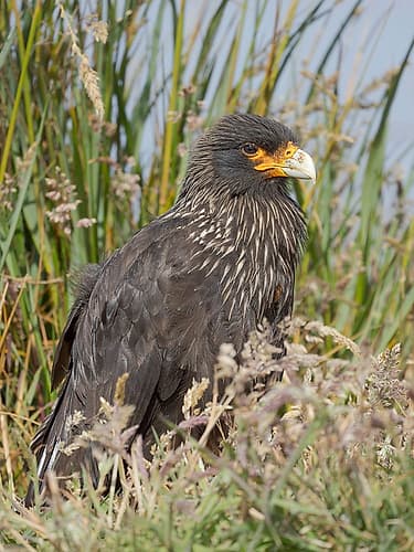 Striated caracara or Johnny Rook, rare bird of prey, Falkland Islands. Art Print
